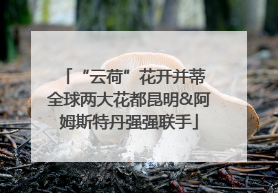 “云荷”花开并蒂 全球两大花都昆明&阿姆斯特丹强强联手
