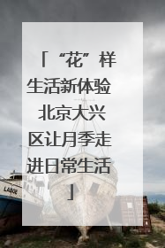 “花”样生活新体验 北京大兴区让月季走进日常生活