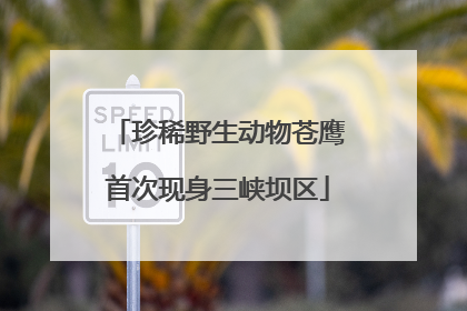 珍稀野生动物苍鹰首次现身三峡坝区