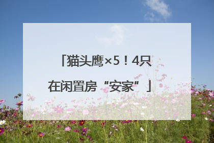 猫头鹰×5！4只在闲置房“安家”