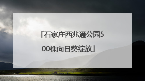 石家庄西兆通公园500株向日葵绽放