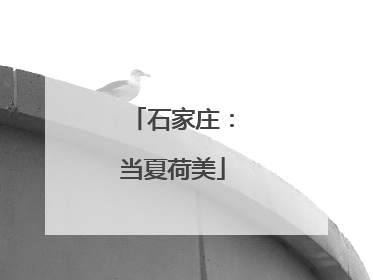 石家庄：当夏荷美