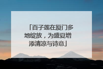 百子莲在厦门多地绽放，为盛夏增添清凉与诗意