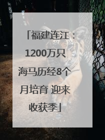 福建连江：1200万只海马历经8个月培育 迎来收获季