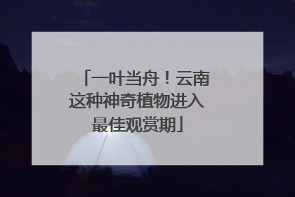 一叶当舟！云南这种神奇植物进入最佳观赏期