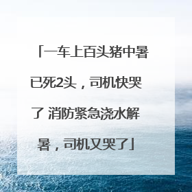 一车上百头猪中暑已死2头，司机快哭了 消防紧急浇水解暑，司机又哭了