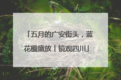 五月的广安街头，蓝花楹盛放丨镜观四川