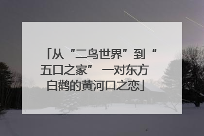 从“二鸟世界”到“五口之家” 一对东方白鹳的黄河口之恋