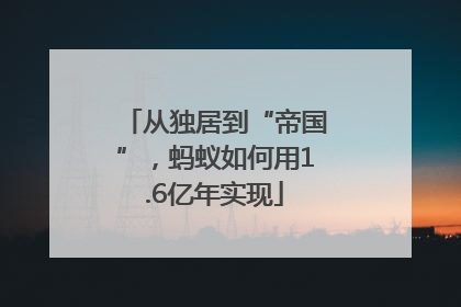 从独居到“帝国”，蚂蚁如何用1.6亿年实现