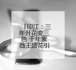 印江：三年开花变三色 千年紫薇王盛花引客来