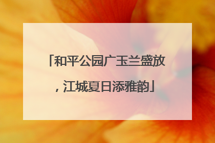 和平公园广玉兰盛放，江城夏日添雅韵