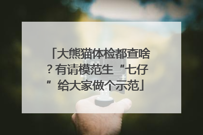 大熊猫体检都查啥？有请模范生“七仔”给大家做个示范