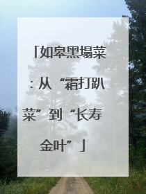 如皋黑塌菜：从“霜打趴菜”到“长寿金叶”