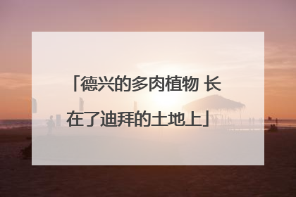 德兴的多肉植物 长在了迪拜的土地上