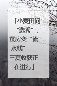 小麦田间“选秀”、蚕房变“流水线”……三夏收获正在进行
