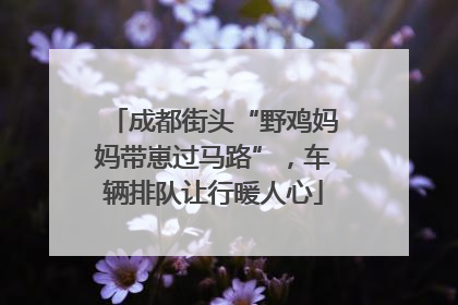 成都街头“野鸡妈妈带崽过马路”，车辆排队让行暖人心