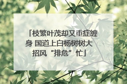 枝繁叶茂却又重症缠身 国道上白杨树树大招风“排危”忙