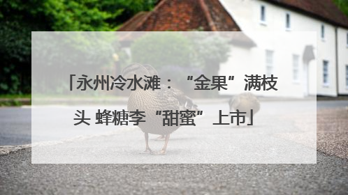 永州冷水滩：“金果”满枝头 蜂糖李“甜蜜”上市