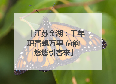 江苏金湖：千年藕香飘万里 荷韵悠悠引客来