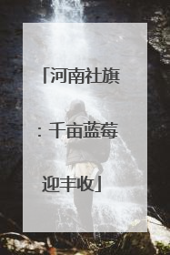 河南社旗：千亩蓝莓迎丰收
