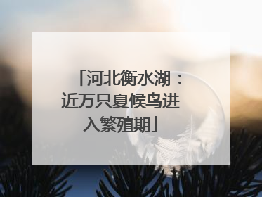 河北衡水湖：近万只夏候鸟进入繁殖期