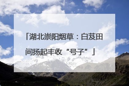 湖北崇阳烟草：白芨田间扬起丰收“号子”