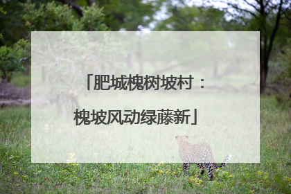 肥城槐树坡村：槐坡风动绿藤新