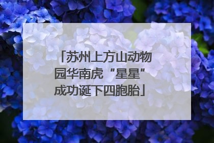 苏州上方山动物园华南虎“星星”成功诞下四胞胎