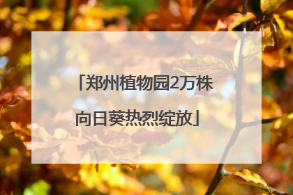 郑州植物园2万株向日葵热烈绽放