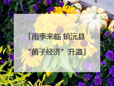 雨季来临 镇沅县“菌子经济”升温