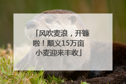 风吹麦浪，开镰啦！顺义15万亩小麦迎来丰收