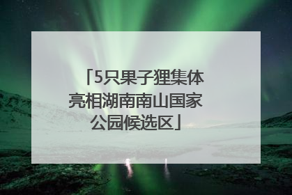 5只果子狸集体亮相湖南南山国家公园候选区