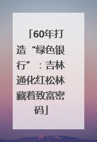 60年打造“绿色银行”：吉林通化红松林藏着致富密码